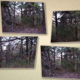 Bea’s Big Adventure Image